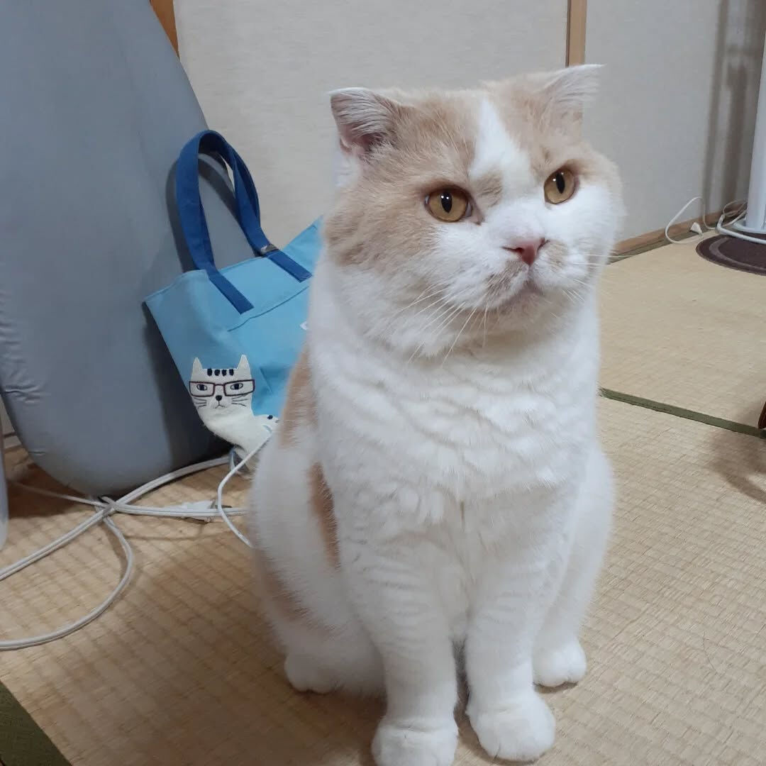 マルオの存在