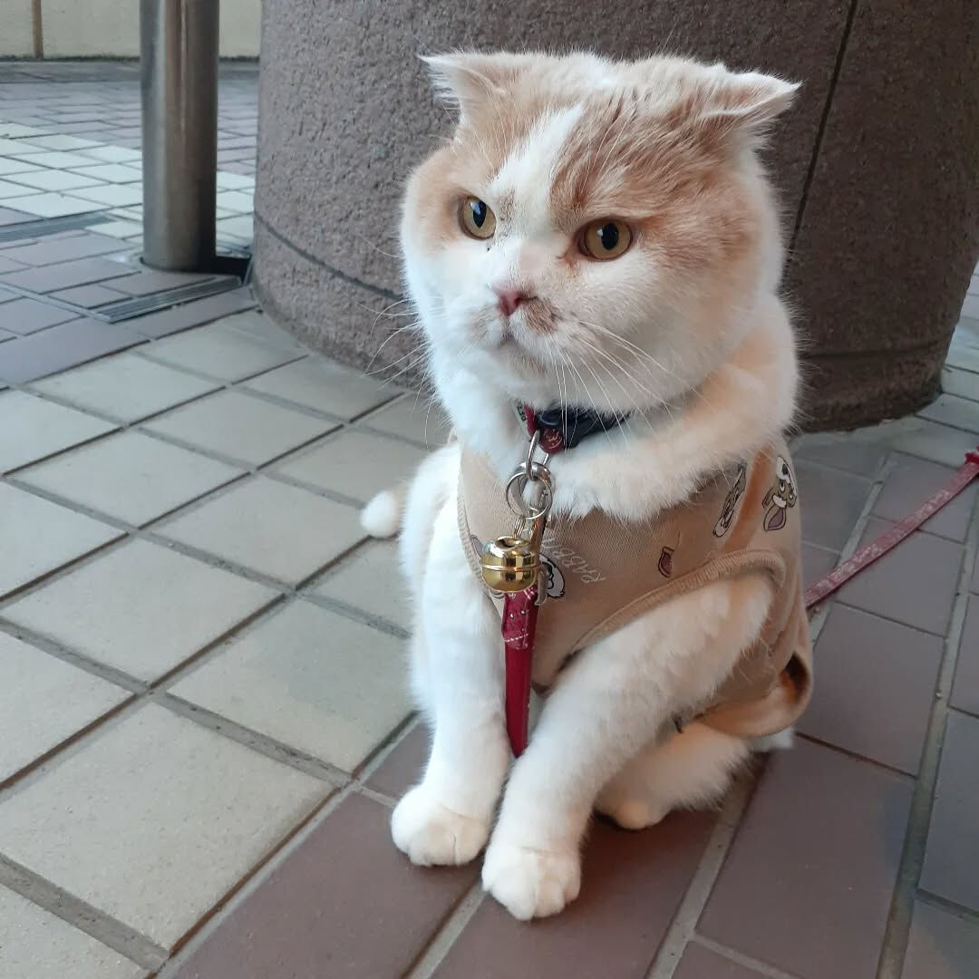 本日は大安吉日です